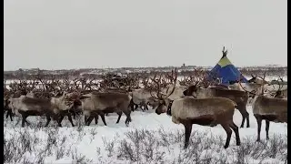 Кочевники Крайнего Севера / Стойбище оленеводов / Reindeer herders' camp