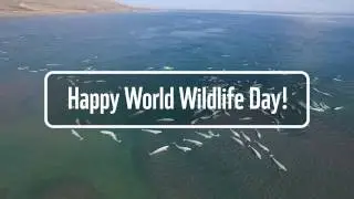 World Wildlife Day