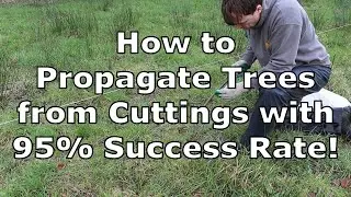 Lessons Learnt Establishing a Coppicing Forest from Cuttings. 95% Success Rate!