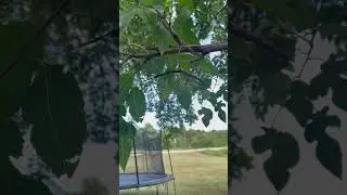 Why Do Stick Insects Get So Happy When They’re Crawling On Trees? #shorts #reality