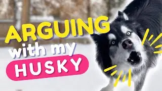 arguments with my husky this week