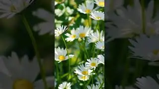 Казачья песня Павла Малороднов