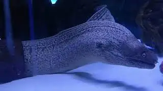Aquarium Antalya 2019