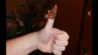 Бабочка. Грустный, короткометражный фильм.