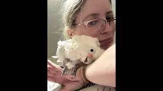 Boo’s 24-Year Journey in Song: A Folk Tune for My Feathered Best Friend 🎶🦜