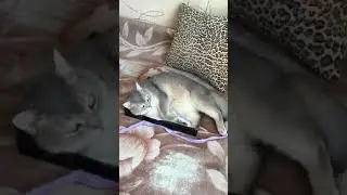 Кот.Сладко спит на крышке от коробки