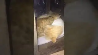 КОТ СОГРЕЛ КОТЁНКА