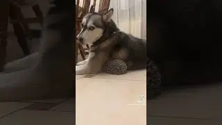 Реакция собаки на ежа! #shorts #собака #ёжик