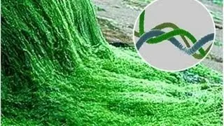 Structural Studies of Phycobiliproteins from Spirulina - Amrita University