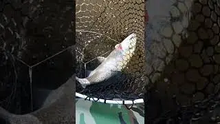 форель, trout #рыбалка #поплавок #форель