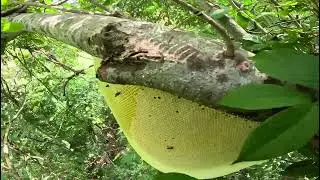 Catch the Giant Beehive in the wild, Unbelievable Gourd.. Super Beautiful🍯🍯