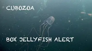 Box Jellyfish Alert  Underwater video