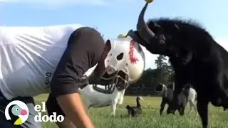 Naughty goat butts his dad's head every day | The Dodo