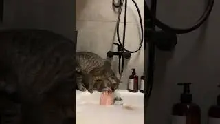 Мысли Семёна 😹 