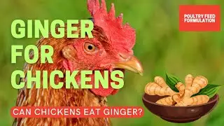 Ginger for Chickens: Can Chickens Eat Ginger?