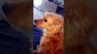 Гюльчатай с бровками 