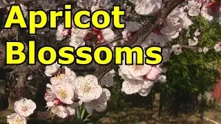 Beautiful Apricot Tree Blossoms