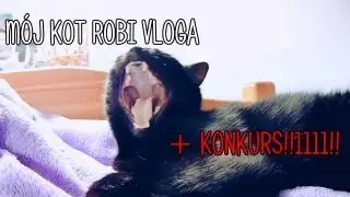 Mój kot robi vloga + KONKURS