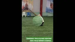 ЛУЧШАЯ СОБАКА #ВЫСТАВКИ 🎉 из #ШансПрованс 1 место на INTERNATIONAL DOG SHOW #бивер#выставкабивер#dog