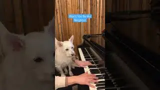 Happy belated, Fred Rogers! ❤️ #mrrogers #fredrogers #kindness #jazz #piano #cutedog