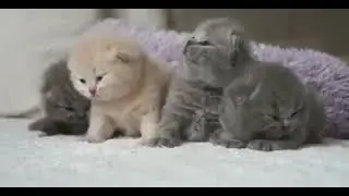 Четыре пушистых неваляшки🐱