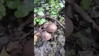 ✔🌳Надо собирать🔪 грибы🍄✔  #deeprussia #mushroom #грибы