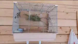 Видео друзей