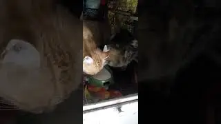 Лучший напиток в жару!!!