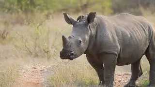 Pondoro Safari Experience