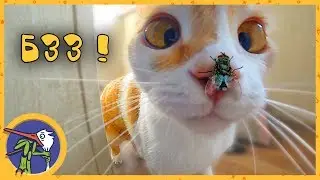 Kitty Ryzhik, fly and spider