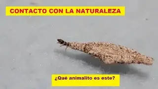 ASOMBROSO ANIMALITO