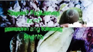 Sayote na pod nga gilong ag ang gusto sa among alimokon