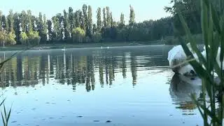 Леонид на утреннем пруду 🦢💞🙌