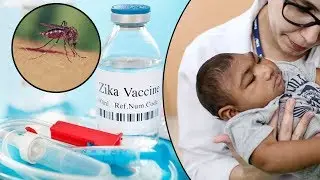 Top 10 Surprising Facts About Zika Virus || Pastimers