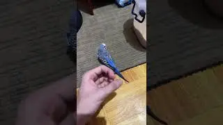 Blu 💙
