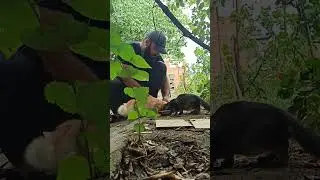 Кормление котят