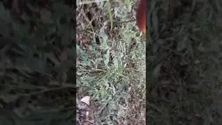 Abrindo trilha na mata virgem , destruindo armadilha ,aventura bate papo é dicas