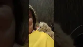 снова котики