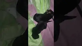 German Rottweiler Puppies 3 days old. #rottweilerpuppy