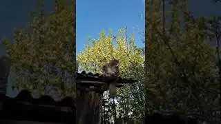 Высоко сижу, далеко гляжу