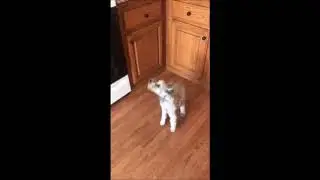Mii dog meme