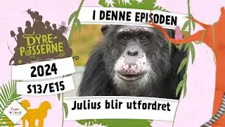 Julius blir utfordret | Dyrepasserne 2024