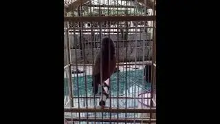 Cendet macan gacor
