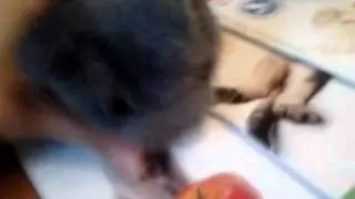 vLoG: ThE CaT cOleCtIoN $)
