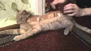Что будет, если коту приклеить скотч! Ржачно