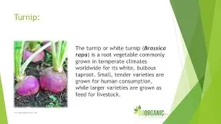 Health Benefits of Turnip