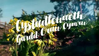 Cystadleuaeth Gardd Orau Cymru 2021