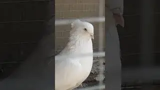 узбекские голуби Абдусалама город ош т,0996557 557770:стандарт:☆