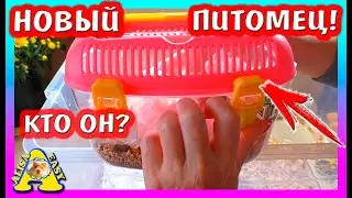 КОГО мы ЗАВЕЛИ? / НОВЫЙ ПИТОМЕЦ / Распаковка посылок / Alisa Easy Pets