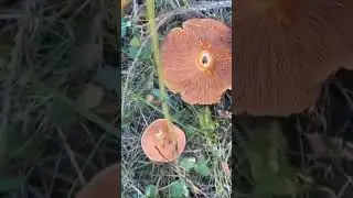 ❗РЫЖИКИ НЕ ОТПУСКАЛИ🍄